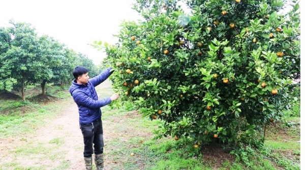 Đến năm 2025, Bắc Ninh có thêm 45- 50 trang trại ứng dụng công nghệ cao