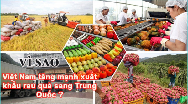 Vì sao, Việt Nam tăng mạnh xuất khẩu rau quả sang Trung Quốc?