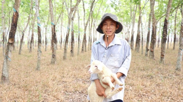 Tây Ninh: Độc đáo mô hình chăn nuôi cừu ở Bến Củi