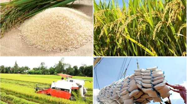 Tỉnh An Giang đặt mục tiêu kim ngạch xuất khẩu gạo đạt 325 triệu USD trong năm 2024