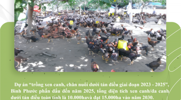 Bình Phước: Đến năm 2025, tổng diện tích xen canh/đa canh dưới tán điều là 10.000 ha