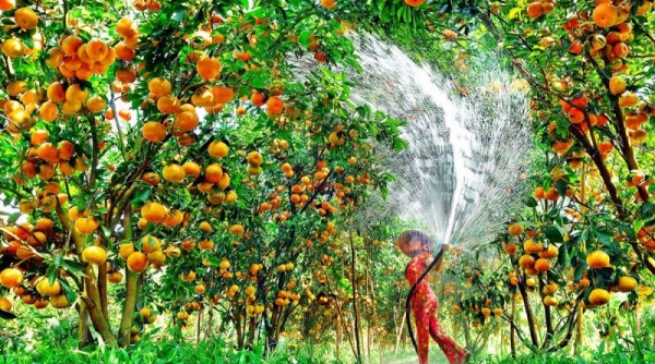 Cần Thơ: Huyện Phong Ðiền hỗ trợ nông dân phát huy hiệu quả vườn cây ăn trái