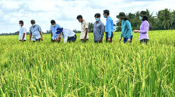 Đối tượng nào triển khai Đề án 1 triệu ha lúa chất lượng cao phát thải thấp gắn với tăng trưởng xanh?