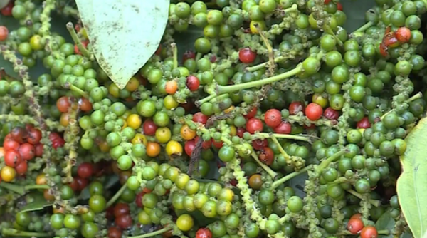 Giá tiêu hôm nay 8/5: Duy trì ở ngưỡng 104.000 đồng/kg