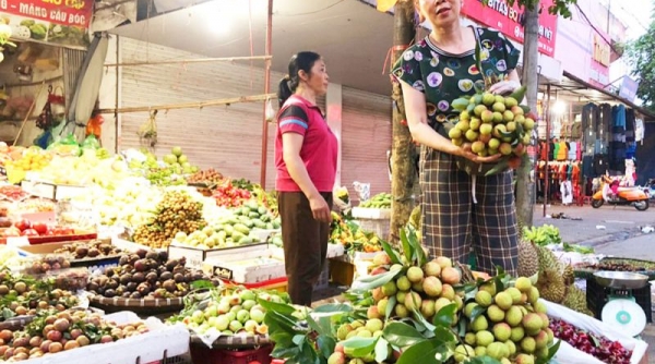 Bắc Giang: Vải cực sớm có giá 100 nghìn đồng/kg