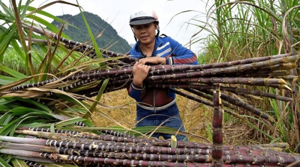 Kirin Capital: Thị trường mía đường dự báo có nhiều thuận lợi trong niên vụ 2023-2024