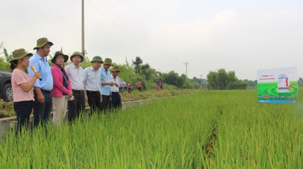 Lúa xuân ở Nam Định sạch bệnh nhờ phun trừ đúng thuốc