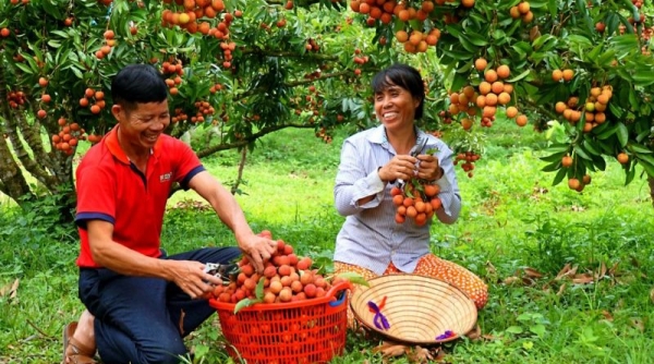 Bắc Giang chủ động đưa vải thiều vươn xa