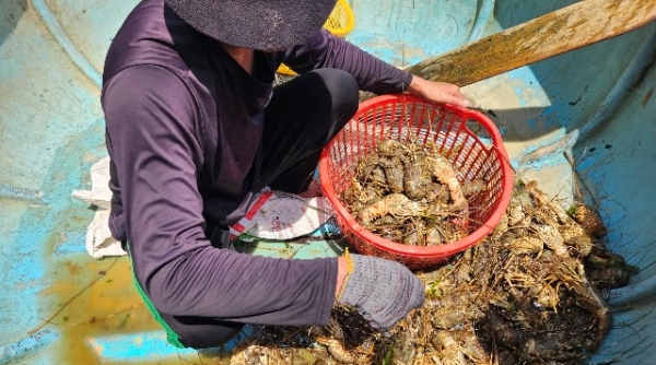 Phú Yên: Vì sao hiện tượng tôm hùm, cá biển bị chết đột ngột hàng loạt?