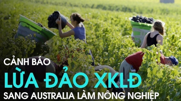 Ngăn chặn tình trạng lừa đảo đưa lao động Việt Nam qua Australia làm việc trong ngành nông nghiệp