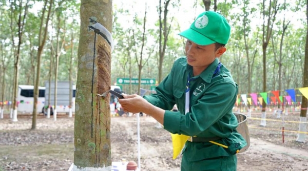 Công nghiệp Cao su Việt Nam trả cổ tức năm 2023 tỷ lệ 3%