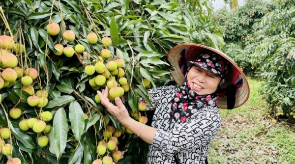 Quảng Ninh: Toàn bộ 1.600 tấn vải chín sớm Phương Nam đã được tiêu thụ