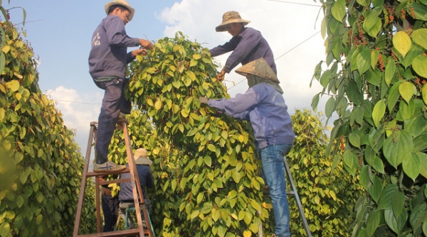 Giá tiêu hôm nay 18/6: Tăng 3,000 đồng/kg