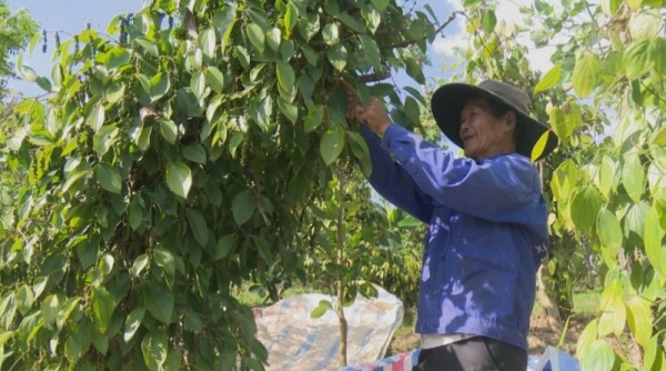 Giá tiêu hôm nay 19/6: Giá tiêu tại Tây Nguyên tăng 1,000 - 2,000 đồng/kg