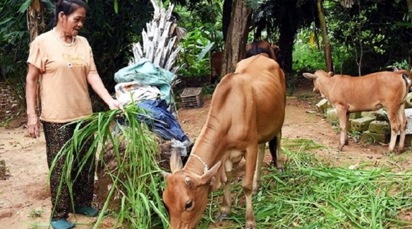 Đẩy mạnh giải ngân nguồn vốn Chương trình MTQG giảm nghèo bền vững