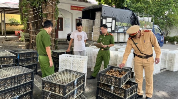 Bắt giữ hàng ngàn con gà giống và trứng gà, vịt không rõ nguồn gốc