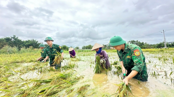 Vĩnh Phúc: Bộ đội biên phòng giúp dân thu hoạch lúa