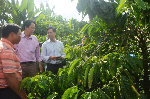 Việt Nam áp dụng công nghệ tưới tiết kiệm nước cho cà phê Việt Nam áp dụng công nghệ tưới tiết kiệm nước cho cà phê