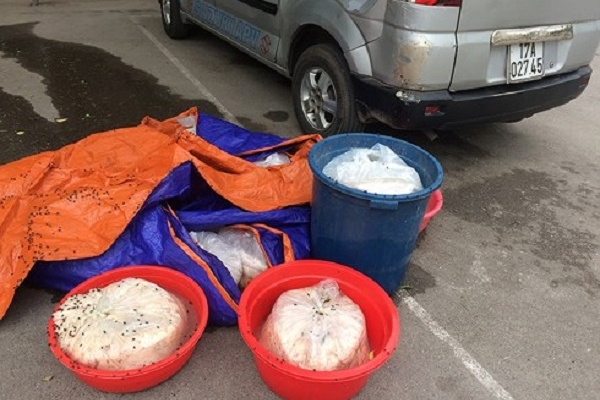 Quảng Ninh: Bắt giữ xe vận chuyển gần 200kg nội tạng động vật bốc mùi hôi thối Quảng Ninh: Bắt giữ xe vận chuyển gần 200kg nội tạng động vật bốc mùi hôi thối