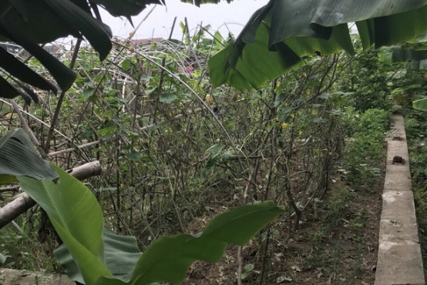 Hải Dương: Đất “vàng” bị bỏ hoang? Hải Dương: Đất “vàng” bị bỏ hoang?