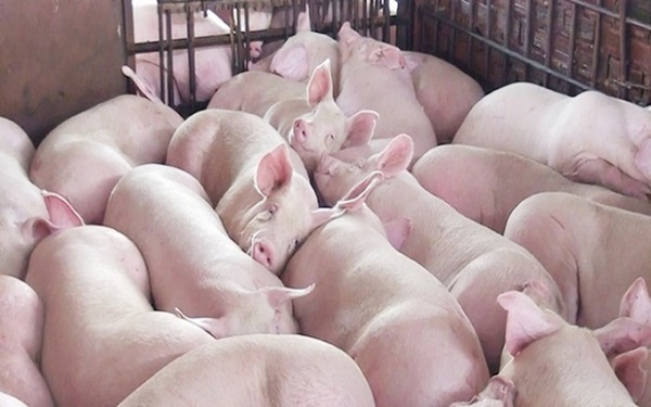 Giá heo hơi ngày 20/10: Giảm từ 1.000 đồng/kg đến 3.000 đồng/kg tại nhiều địa phương
