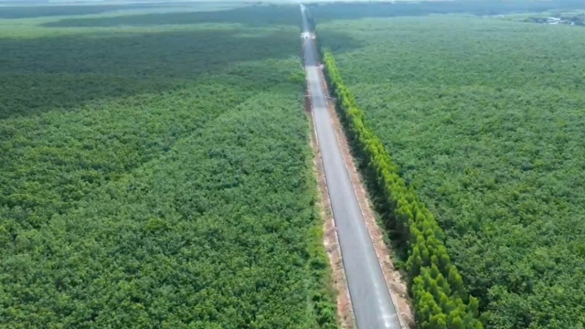 Giá cao su hôm nay 18/7: Thị trường khởi sắc