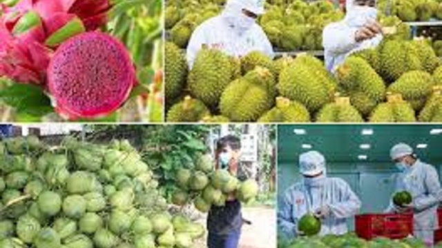 Bức tranh xuất khẩu rau quả 8 tháng đầu năm: Điểm sáng Mỹ và kỳ vọng bứt phá cuối năm