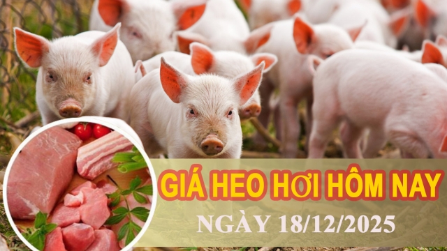 Giá heo hơi hôm nay 18/12: Miền Bắc bứt phá lên 67.000 đồng/kg