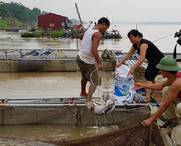 Cá lồng chết hàng loạt (Phú Thọ): Người dân xót xa lo lắng - mất ăn mất ngủ - Hình 6