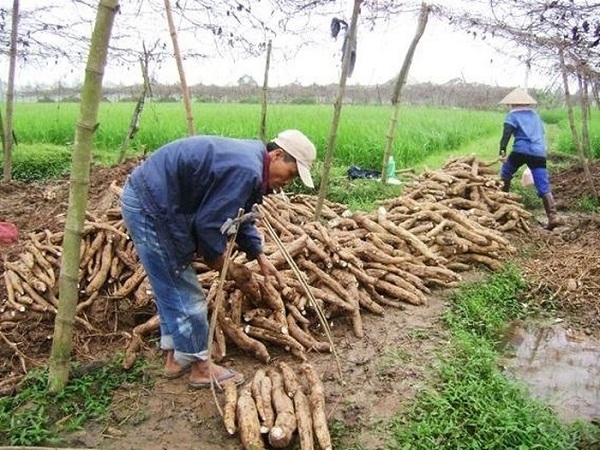 Xuất khẩu sắn tăng trưởng mạnh đạt 1,3 triệu tấn trong 5 tháng đầu năm - Hình 1