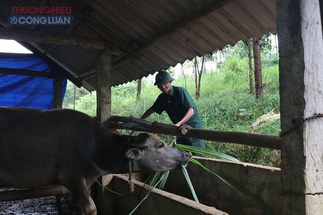 Phú Thọ: Cựu chiến binh vươn lên làm giàu từ vốn vay ưu đãi - Hình 1