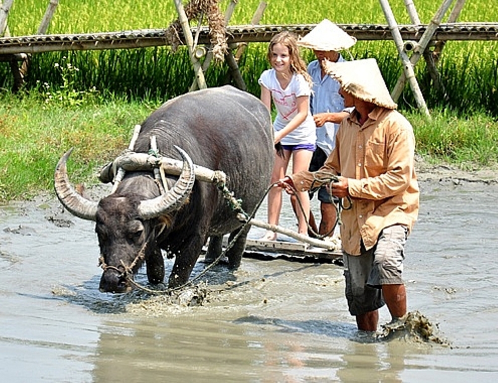 Đà Nẵng: Sẽ đón 3.500 khách Indonesia đến tổ chức hội nghị - Hình 2