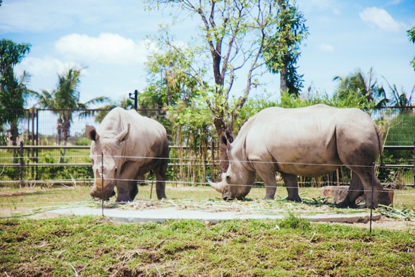 Các bạn nhỏ Indonesia phấn khích trước “River Safari” tại Nam Hội An - Hình 9