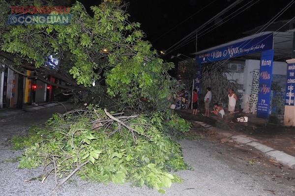 Nhiều cây xanh trên đường Lý Tự Trọng, phường Hà Huy Tập, TP. Vinh bị bật gốc, gãy đè lên đường điện hạ thế