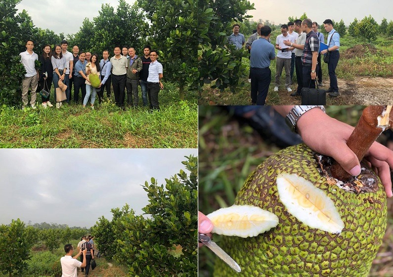 Đoàn công tác Trung tâm MSMV Quốc gia cùng với chuyên gia của CCIC – Quảng Tây thực hiện công tác đánh giá vùng trồng cho sản phẩm mít tại huyện Cái Bè, tỉnh Tiền Giang