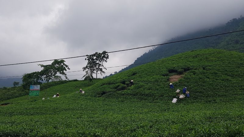 Vùng nguyên liệu của nhãn hiệu tập thể “Chè La Bằng”