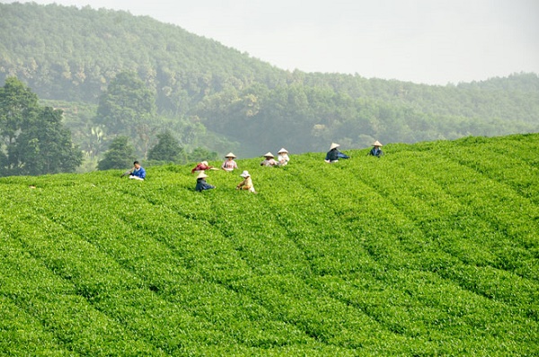 Mô hình chè tại huyện Hàm Yên, tỉnh Tuyên Quang