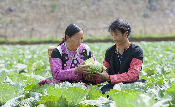 Vườn bắp cải