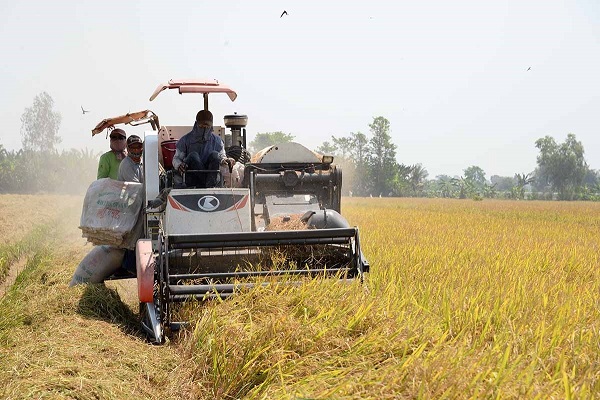 Giá lúa gạo ngày 8/ bất ngờ quay đầu giảm