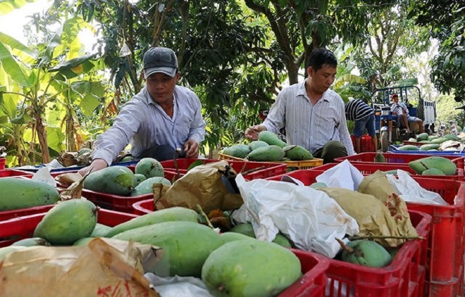 Trồng xoài xuất khẩu đang là một hướng đi mới của ngành nông nghiệp tỉnh An Giang (Ảnh: TTXVN)