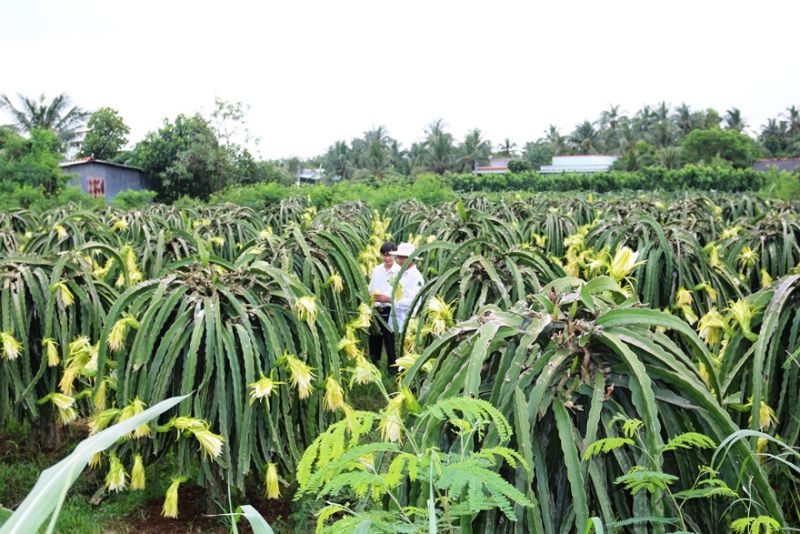 Agribank luôn khẳng định vai trò chủ lực trong đầu tư phát triển kinh tế nông nghiệp, nông thôn gắn với xây dựng nông thôn mới, giảm nghèo bền vững