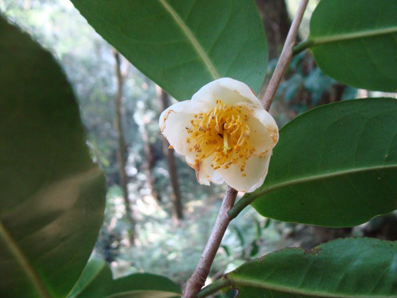 Hoa chè cổ Fansipan