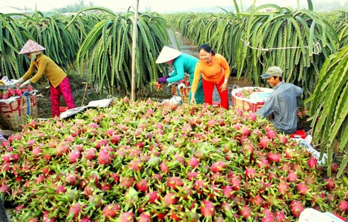 Long An hiện có 24.000 tấn thanh long tươi tới kỳ thu hoạch cần tiêu thụ trong đợt cao điểm Tết Nguyên đán năm nay. Ảnh minh hoạ