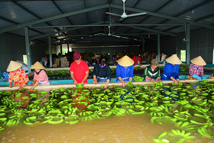 Đề án đưa người lao động tỉnh Cà Mau đi làm việc ở nước ngoài theo hợp đồng giai đoạn 2018 – 2020 được kéo dài thời gian thực hiện đến khi ban hành đề án mới.