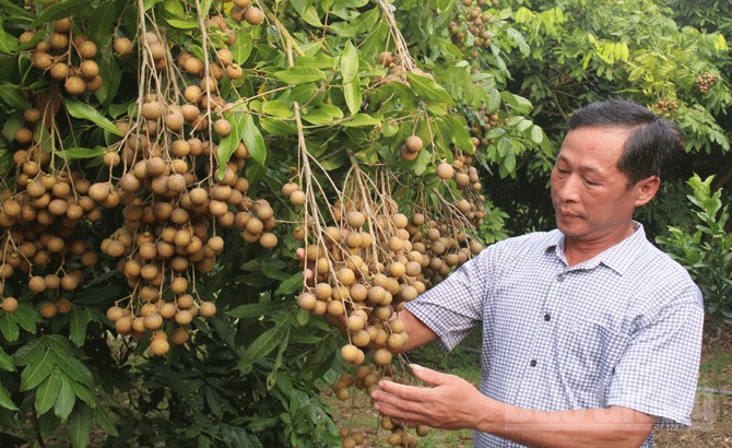 Ảnh minh họa báo Bắc Giang