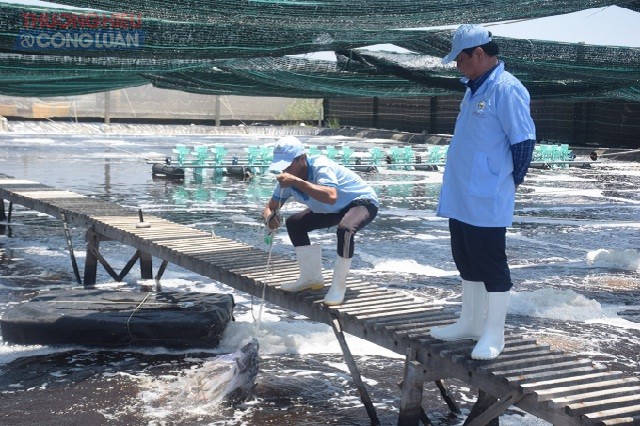 Dự án Khu nuôi tôm thương phẩm công nghệ cao trong nhà kính của Công ty TNHH Việt Úc - Phù Mỹ, tỉnh Bình Định mang lại hiệu quả cao. Trong ảnh: Một góc khu nuôi tôm thương phẩm của Công ty.