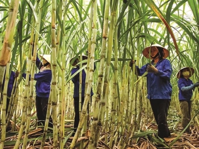 Nhờ biện pháp phòng vệ thương mại đã tạo điều kiện cho đường sản xuất từ mía được tiêu thụ sôi động, và cải thiện được giá bán. Ảnh minh họa.