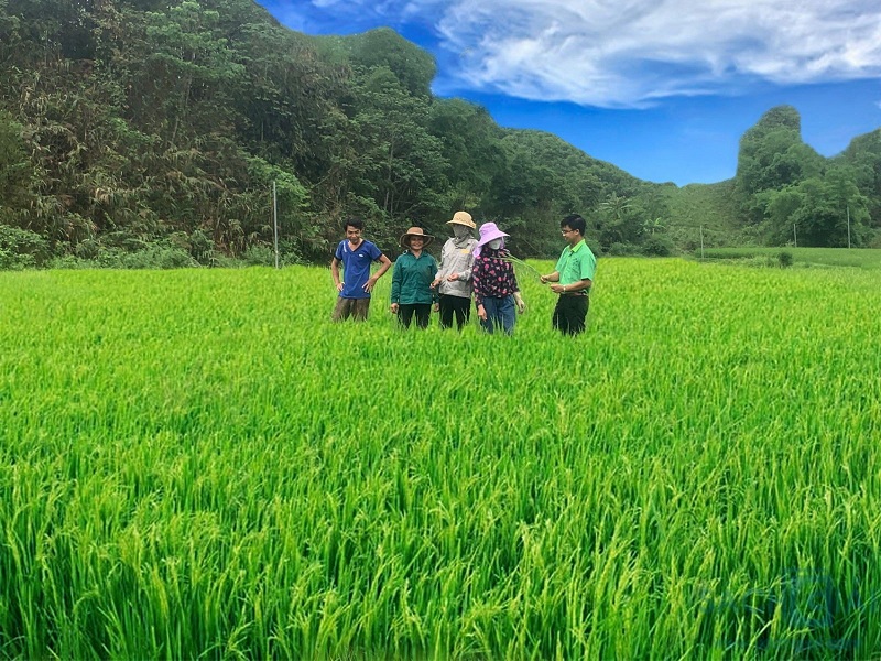 Anh Tạ Chiến Mạnh, cán bộ thị trường của Supe Lâm Thao cùng chủ hộ và bà con nông dân tham quan mô hình lúa; đồng thời anh Mạnh hướng dẫn bà con cách chăm sóc, bón phân cho lúa đạt năng suất cao