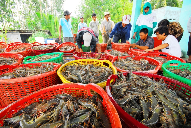 Xuất khẩu tôm gặp khó, người nuôi dù trúng mùa vẫn phải chịu cảnh mất giá. (Ảnh minh họa)