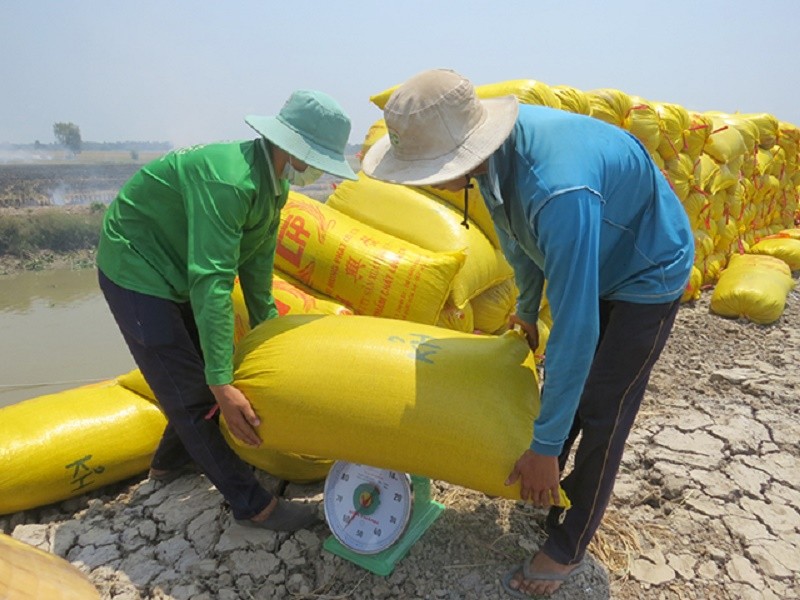 Giá lúa gạo hôm nay tiếp tục điều chỉnh tăng